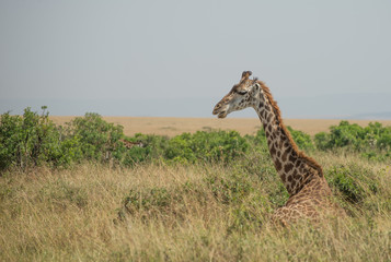 Girrafes in Masai mara