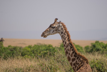 Girrafes in Masai mara