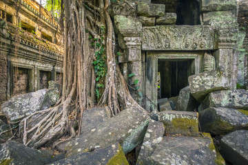 Tree roots at Ta Prohm temple ruins, Angkor, UNESCO World Heritage Site, Siem Reap Province, Cambodia