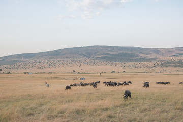 Naklejka na ściany i meble Beautiful Herd in the nature of Masai mara ,kenya, africa