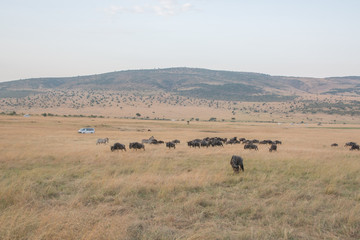 Fototapeta na wymiar Beautiful Herd in the nature of Masai mara ,kenya, africa