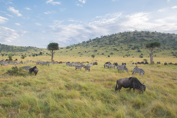 Beautiful Herd in the nature of Masai mara ,kenya, africa