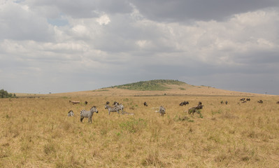 Beautiful Herd in the nature of Masai mara ,kenya, africa