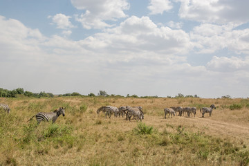 Naklejka na ściany i meble Beautiful Herd in the nature of Masai mara ,kenya, africa