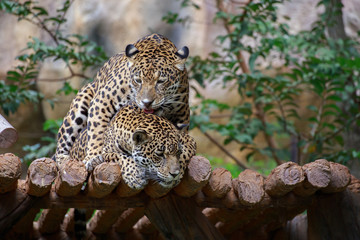 Tigers are breeding.