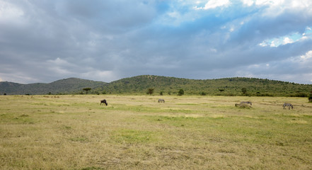 Beautiful Herd in the nature of Masai mara ,kenya, africa