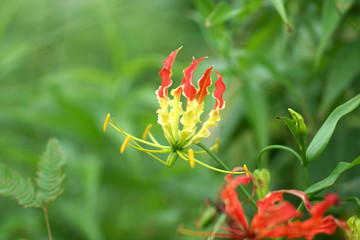 Fire lily, gloriosa lily