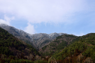 Forest in winter