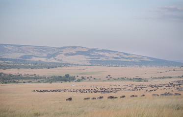 Beautiful Herd in the nature of Masai mara ,kenya, africa