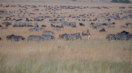 Fototapeta na wymiar Beautiful Herd in the nature of Masai mara ,kenya, africa