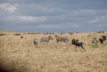 Fototapeta premium Beautiful Herd in the nature of Masai mara ,kenya, africa