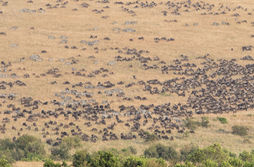 Beautiful Herd in the nature of Masai mara ,kenya, africa