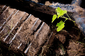 a small plant is hinder the track of excavator