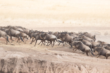 Beautiful Herd in the nature of Masai mara ,kenya, africa