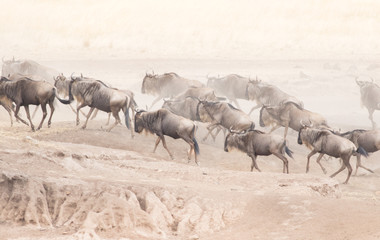 Beautiful Herd in the nature of Masai mara ,kenya, africa