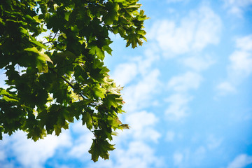 Green leaves on maple tree against clear blue sky