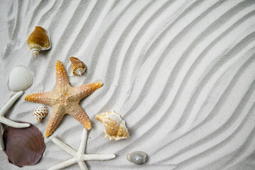 Fototapeta na wymiar Beach with a lot of seashells and starfish