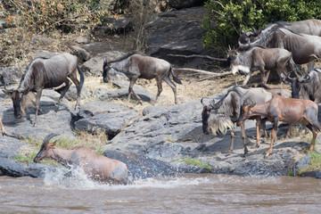 Africa Great Migration