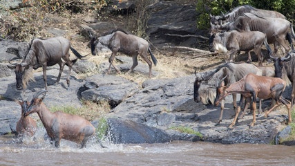 Africa Great Migration