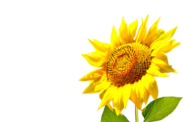 Obraz premium colorful sunflower isolated on a white background