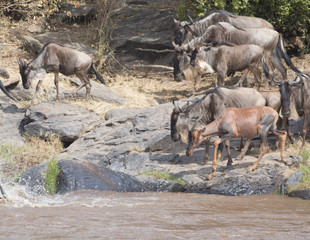 Africa Great Migration