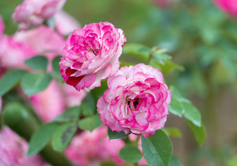 ピンクのバラ