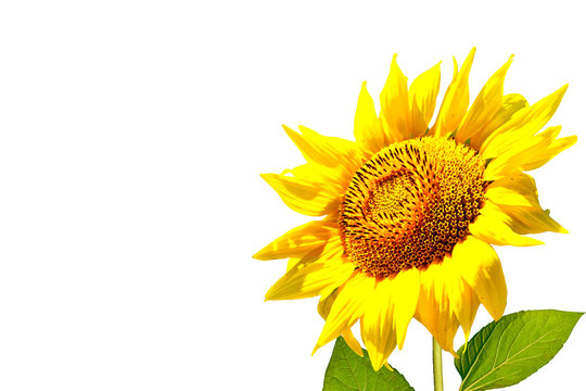 colorful sunflower isolated on a white background