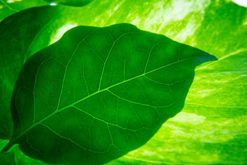 Green leaves background with lighting.