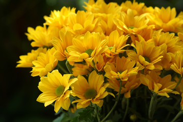 Close up of Yellow chrysanthemums flower.