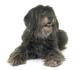 pyrenean shepherd in studio