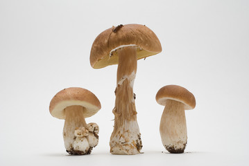The mushrooms (Boletus edulis) on a white background. 