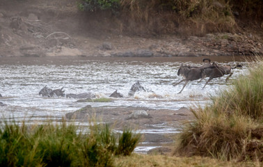 Africa Great Migration
