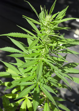 Hanf, Cannabis sativa, Marijuana, Hanfpflanze