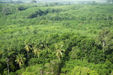 Fototapeta na wymiar Aerial view of Forest near Thale Noi Waterfowl Reserve Park