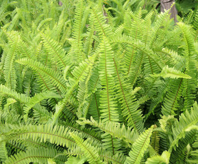 Fototapeta na wymiar Green fernas a background
