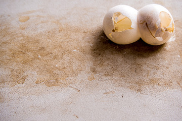 shell of gecko eggs stick on the wall