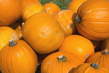 Kürbisse
