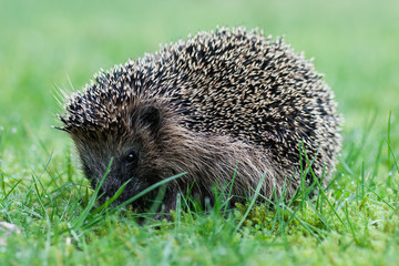 Igel im Gras