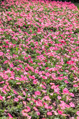 Obraz premium Park in shanghai