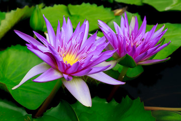 purple lotus - 120709133