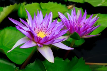 Photo sur Plexiglas fleur de lotus purple lotus