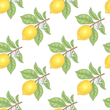 Illustration of lemons. Seamless vector pattern. Fruits on a white background.