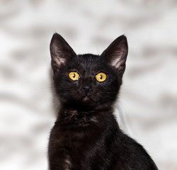 black kitten shorthair