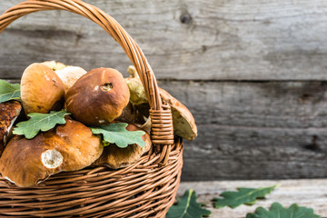 Fresh mushrooms in basket, porcini from forest on rustic table