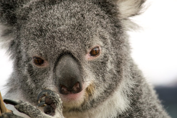 Gros plan du visage de Koala, Australie