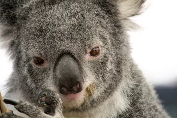Papier Peint photo autocollant Koala Gros plan du visage de Koala, Australie