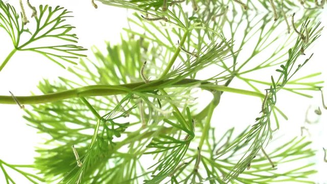 Closeup shot of Mosquito larva in water with hydrilla aquatic plant
