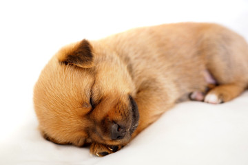 tiny sleeping puppy on white background