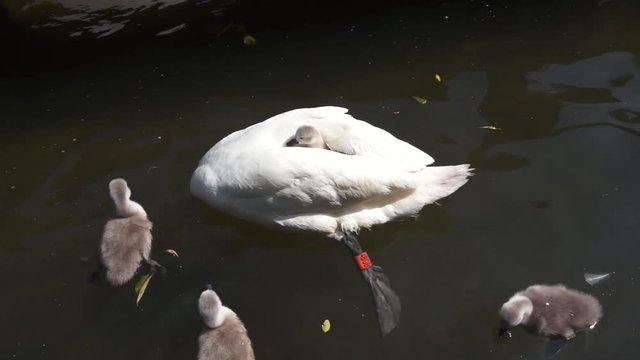 Swan and her Babies