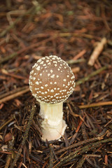 Amanita